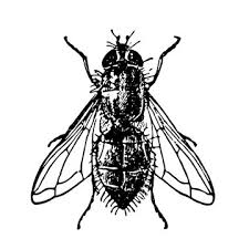 Project Genova